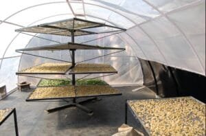 The Science Behind Sun-Drying